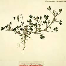 Trifolium ornithopodioides – Wikipédia, a enciclopédia livre