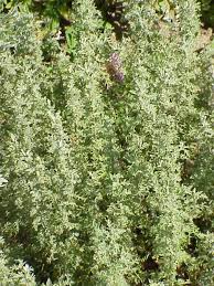 Artemisia pontica - Wikipedia