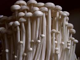 Image result for long mushroom