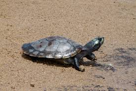 Arrau turtle