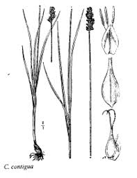 Gp. Carex contigua - florae.it