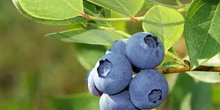 Resultado de imagem para blueberry prune