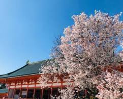 平安神宮 桜の画像