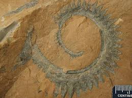 Image result for what do you know about fossil ?