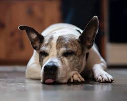Image of dog lying down and looking lethargic