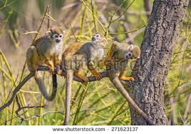 Image result for Images of monkeys playing with themselves in the trees