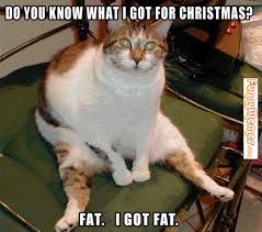 FunnyMemes.com • Cat memes - I got fat via Relatably.com