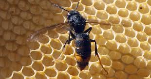 90 ninhos de vespa asiática destruídos em Oliveira do Bairro