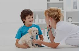Image result for veterinarian