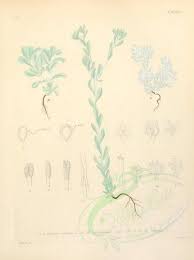 Plants-16917 - micropus erectus, micropus bombycinus, micropus ...