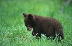 Image result for all about black bears