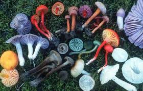 Image result for fungi