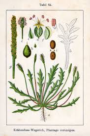 Plantago coronopus - Wikipedia