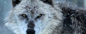 Wolves infected with a common parasite may be much more likely to become 
pack leaders