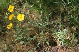 Ranunculus illyricus - Wikispecies