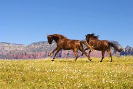 Image result for arizona horse property
