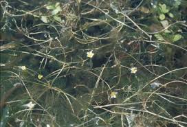 Ranunculus trichophyllus - Michigan Flora