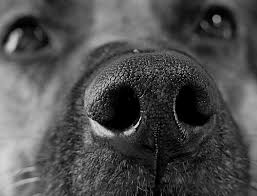 Image result for thoughtful german shepherd