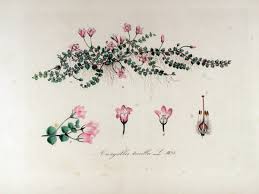 File:Anagallis tenella — Flora Batava — Volume v13.jpg - Wikimedia ...
