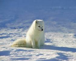 Lisy polarne na Antarktydzie
