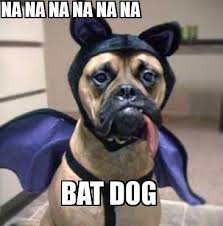 dog funny on Pinterest | Funny Dog Memes, Dog Memes and Funny Dogs via Relatably.com