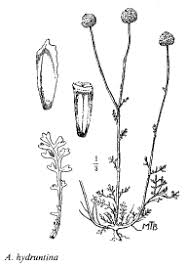 Sp. Anthemis hydruntina - florae.it