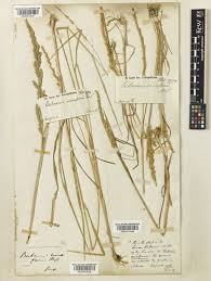 Beckmannia eruciformis (L.) Host | Plants of the World Online | Kew ...