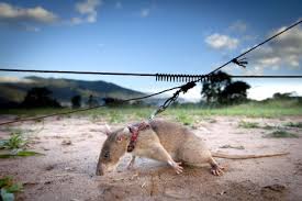 Image result for african giant pouched rats