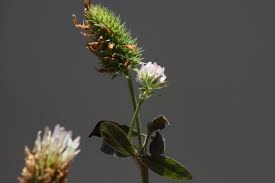 Trifolium alexandrinum Calflora