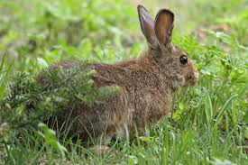 Image result for rabbit hunting