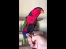 2 parrots singing and talking wendy <?=substr(md5('https://encrypted-tbn1.gstatic.com/images?q=tbn:ANd9GcSIZcdxoDAmumXcOkIje_Yzk8v0-TRsWwfwmXPRJtLPpTIRS-uJ6aaWS08l'), 0, 7); ?>