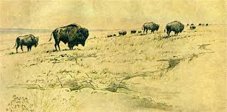 Image result for buffalo trail plains