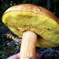 Image result for bolete mushrooms
