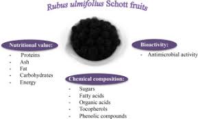 Rubus ulmifolius Schott fruits: A detailed study of its nutritional ...