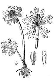 Plants Profile for Eranthis hyemalis (winter aconite)
