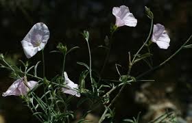 Convolvulus cantabrica L. | Flora of Israel Online