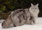 Maine Coon Cat Pictures Slideshow