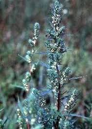 Bassia scoparia - Online Virtual Flora of Wisconsin