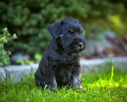 Image of Miniature Schnauzer puppy