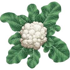 Image result for cauliflower