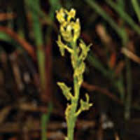 Second record of Hammarbya paludosa (L.) Kuntze (Orchidaceae ...