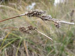 Long-bracted Sedge (Carex extensa) - Maryland Biodiversity Project
