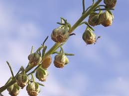 Scheda IPFI, Acta Plantarum Artemisia_alba