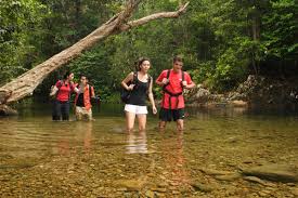 Image result for national park pahang