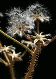Crepis aspera L. | Flora of Israel Online