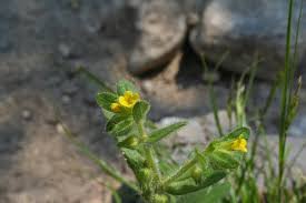 Buglossoides minima (Moris) R.Fern. - Portale della Flora d'Italia ...