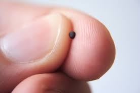 Image result for parable of mustard seed