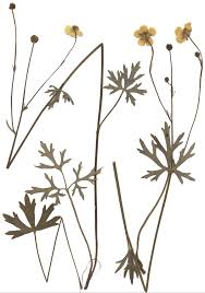 Ranunculus polyanthemos - Wikipedia
