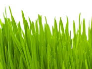 Znalezione obrazy dla zapytania zielona trawa gify