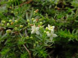 Galium pusillum L. (World flora) - Pl@ntNet identify